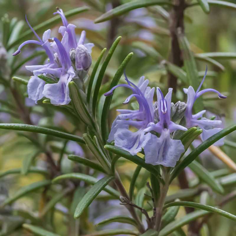 Rosmarinus officinalis