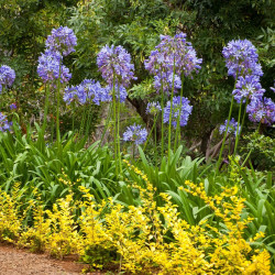 Agapanthus africanus Queen Anne