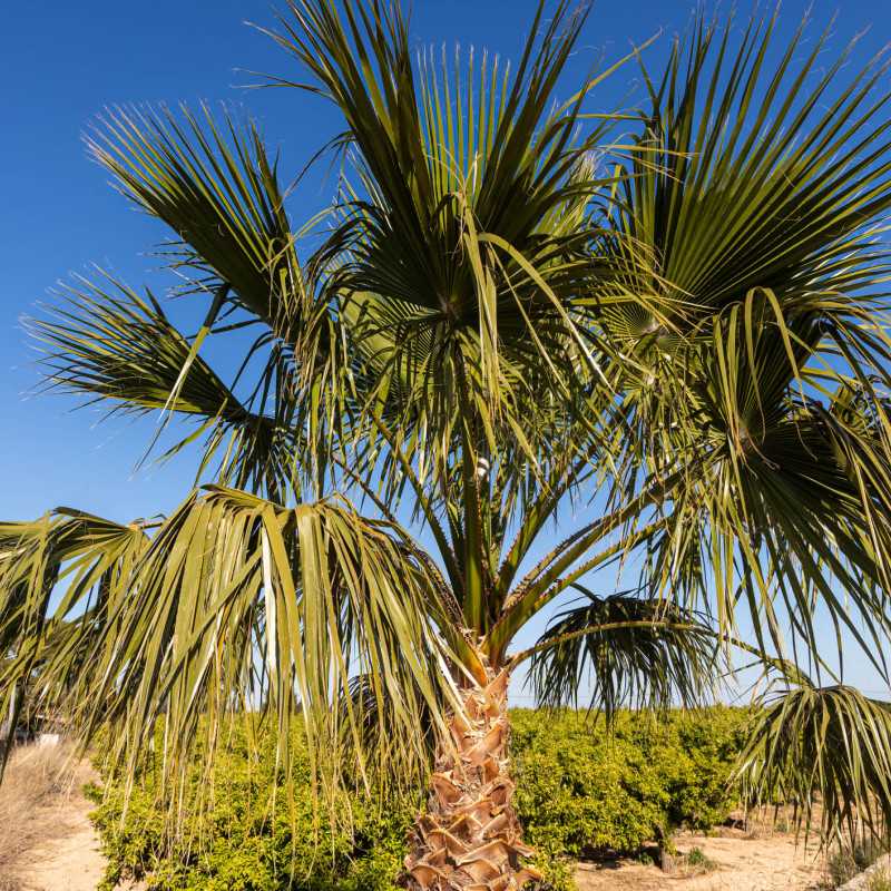 Washingtonia robusta