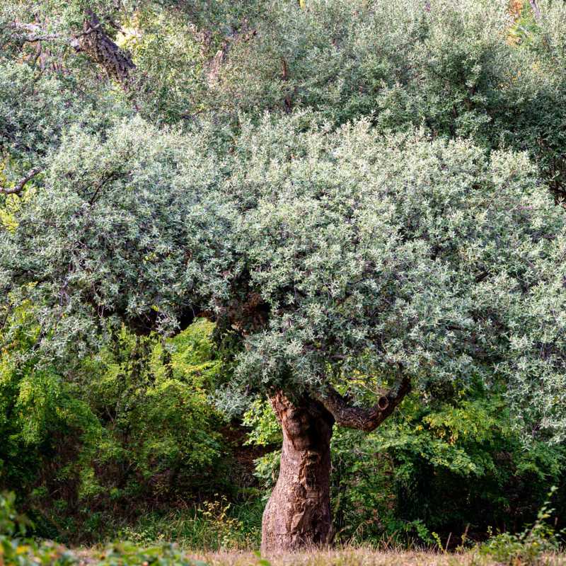 Quercus suber - Chêne-liège