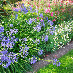 Agapanthus Navy Blue