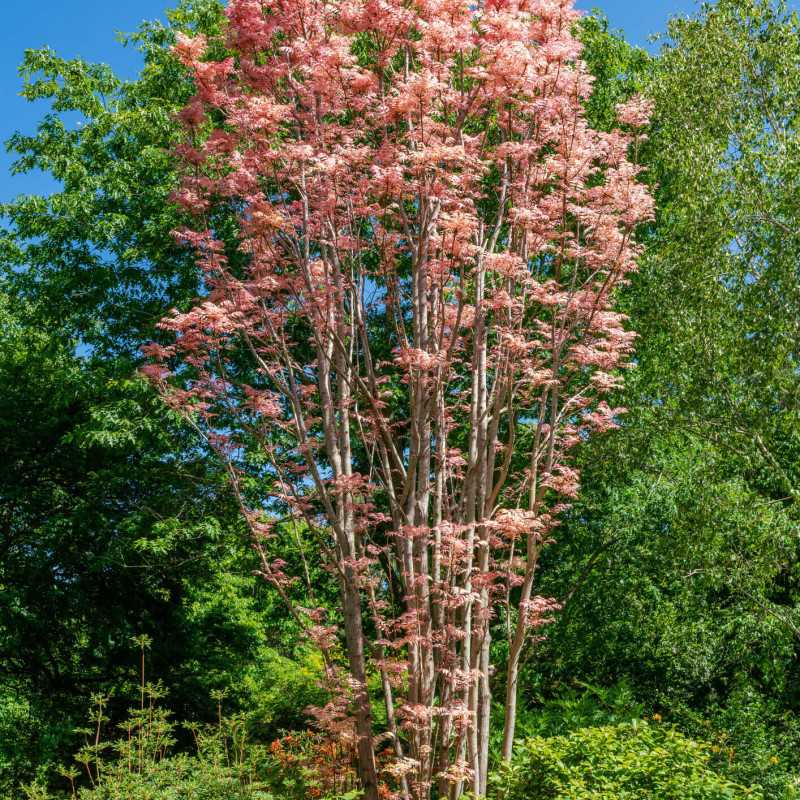 Cedrela (Toona) sinensis Flamingo