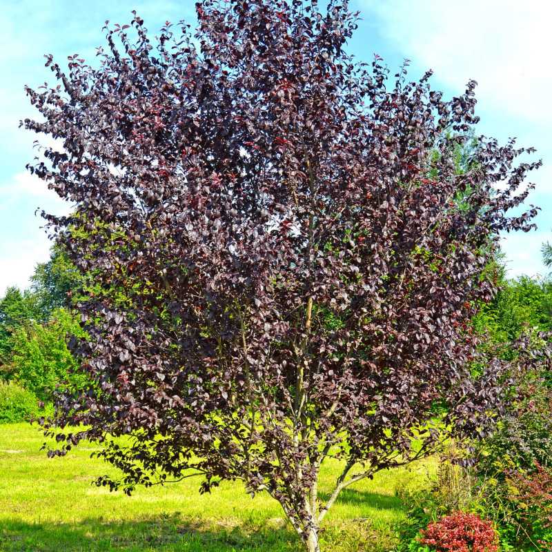 Prunus cerasifera var. pissardii - Prunier pourpre