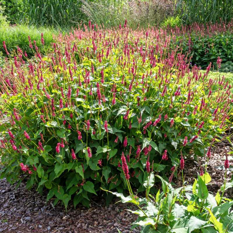 Persicaria amplexicaulis ‘JS Calor‘ ® - Renouée ornementale