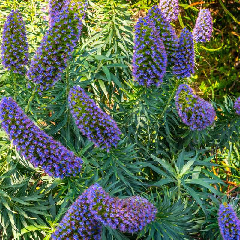 Echium fastuosum