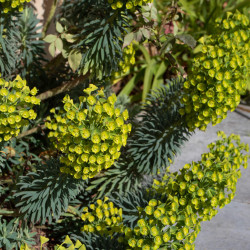 Euphorbia characias ‘Wulfenii’