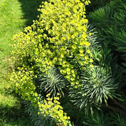 Euphorbia characias ‘Wulfenii’