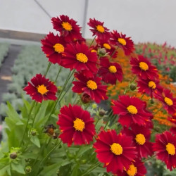 Coreopsis ‘Uptick ®  Red‘