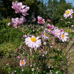 Anemone hybrida Mont Rose