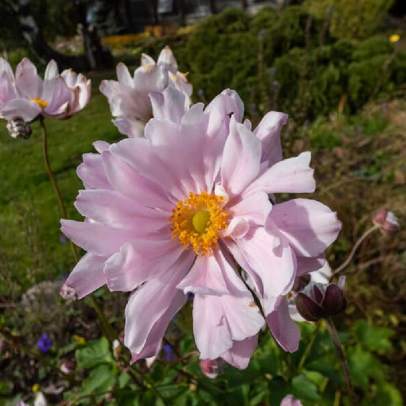 Anemone hybrida Mont Rose