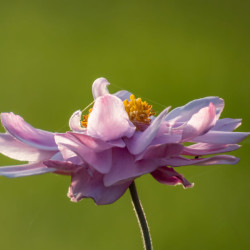 Anemone hybrida Mont Rose