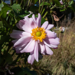 Anemone hybrida Mont Rose