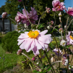 Anemone hybrida Mont Rose