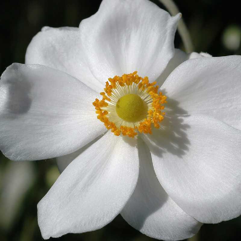 Anemone hybrida Honorine Jobert