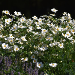 Anemone hybrida Honorine Jobert