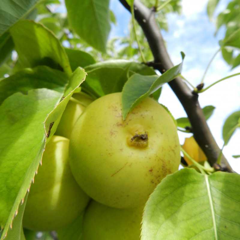 Pyrus pyrifolia ‘Shinseiki’