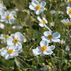 Anemone hybrida Honorine Jobert