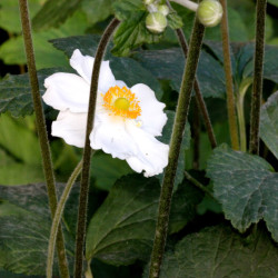 Anemone hybrida Honorine Jobert