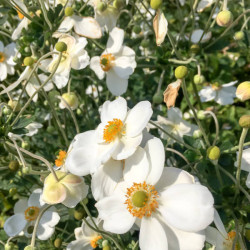 Anemone hybrida Honorine Jobert