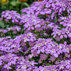 Iberis ‘Absolutely Amethyst’