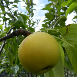 Pyrus pyrifolia ‘Shinseiki’