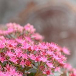 Sedum cauticola Lidakense