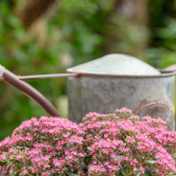 Sedum cauticola Lidakense