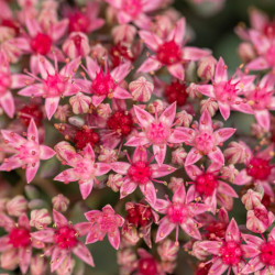 Sedum cauticola Lidakense