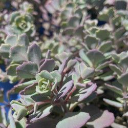 Sedum cauticola Lidakense