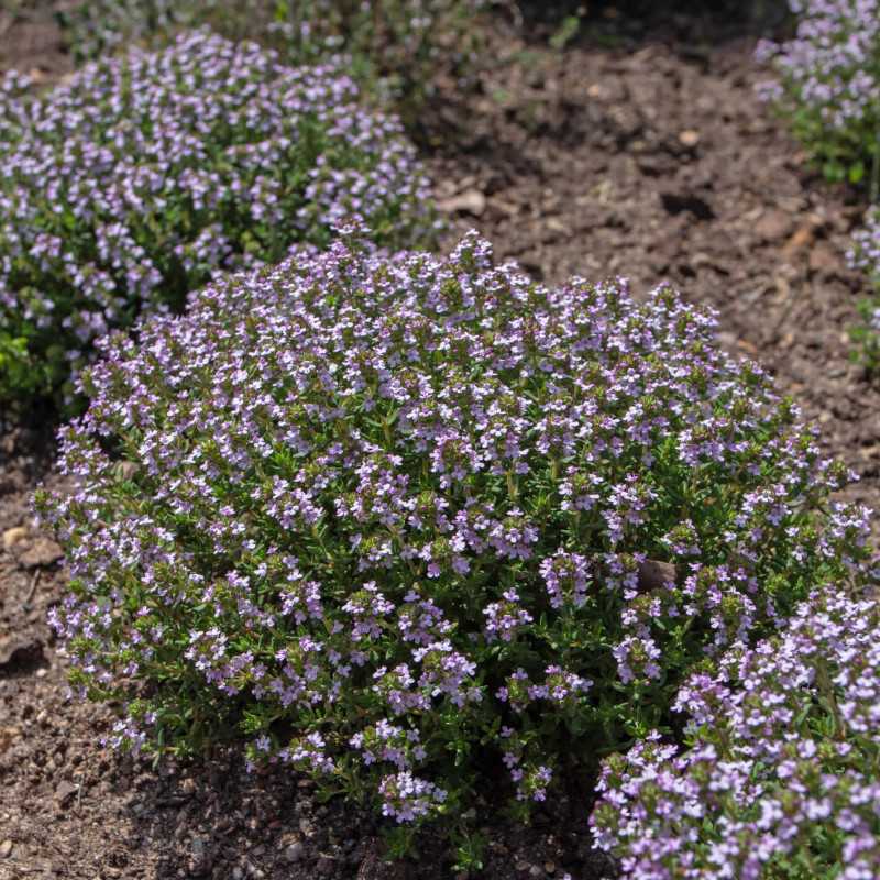 Thymus vulgaris Compactus