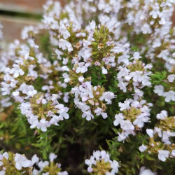 Thymus vulgaris Compactus