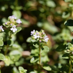 Thymus citriodorus