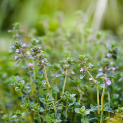 Thymus citriodorus