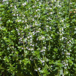 Thymus citriodorus