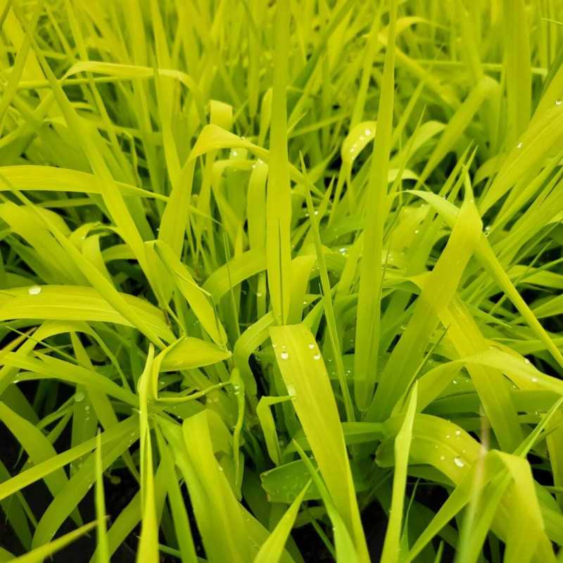 Phalaris arundinacea Pure Gold