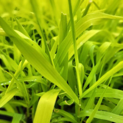 Phalaris arundinacea Pure Gold