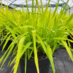 Phalaris arundinacea Pure Gold