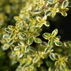 Thymus × citriodorus ‘Golden Lemon‘ - Thym citron