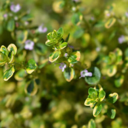 Thymus × citriodorus ‘Golden Lemon‘ - Thym citron