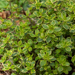 Thymus × citriodorus ‘Golden Lemon‘