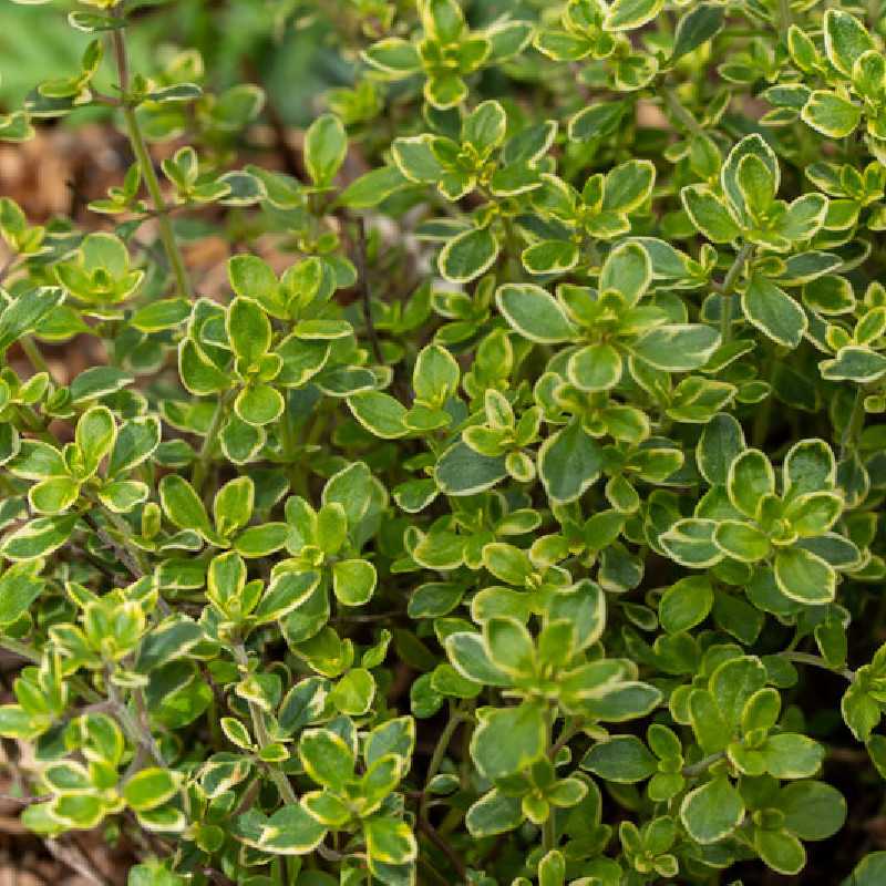 Thymus × citriodorus ‘Golden Lemon‘ - Thym citron