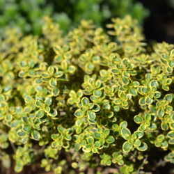 Thymus × citriodorus ‘Golden Lemon‘ - Thym citron