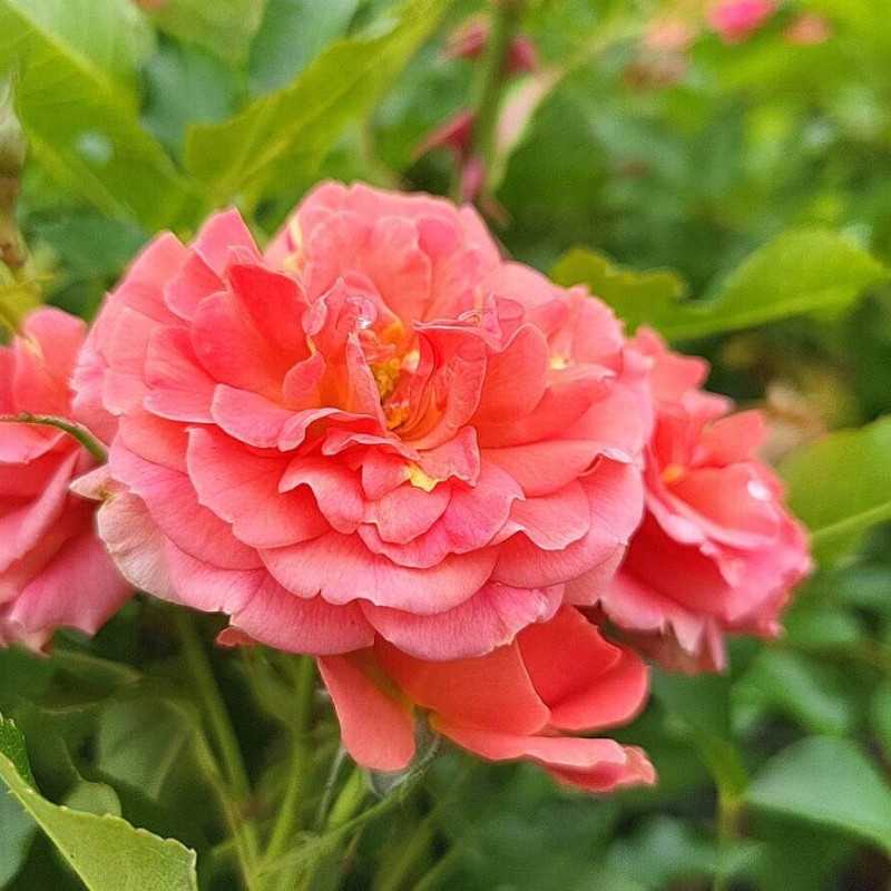 Rosa Mandarin