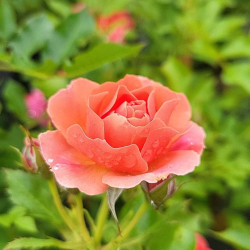 Rosa Mandarin