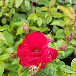 Rosa ‘Milano‘