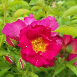 Rosa ‘Naturen‘