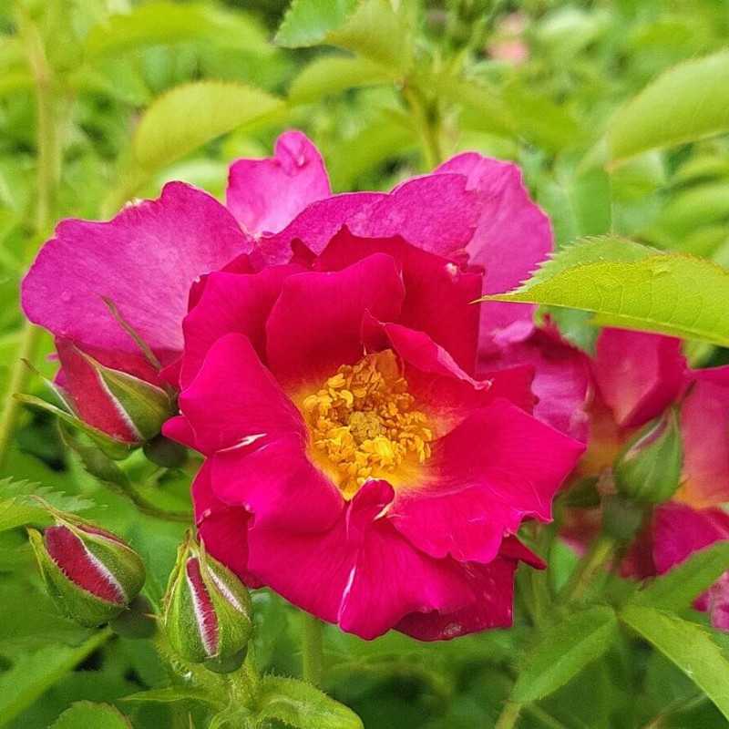 Rosa ‘Naturen‘