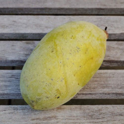 Asimina triloba ‘Mango‘ - Asiminier