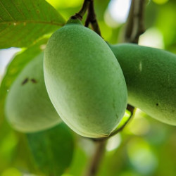 Asimina triloba ‘Mango‘ - Asiminier