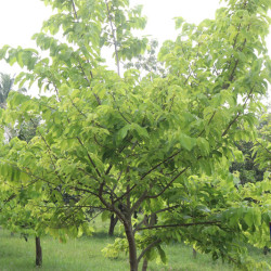 Asimina triloba Mitchell